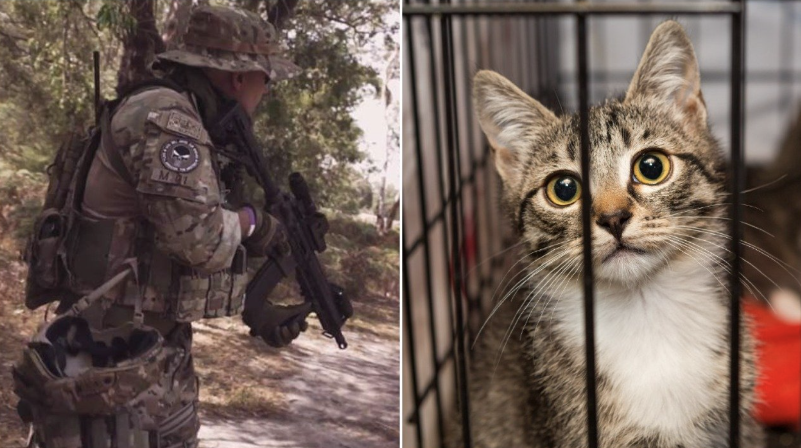 Fmr. Soldier 🪖 Storms 🔫 Animal Shelter To Get His Cat 🐈 Back!