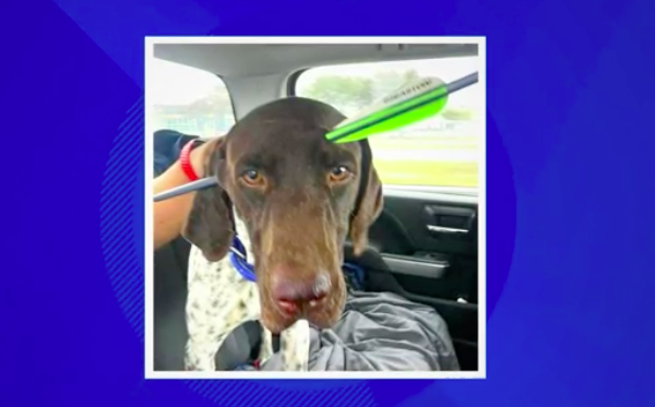 Dog That Was Shot In Head With Arrow Makes Miraculous Recovery…